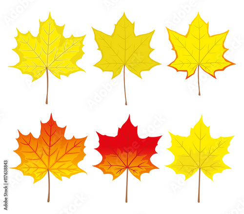 Maple leaves.