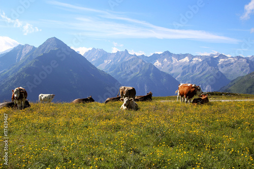 Kühe auf der Alm