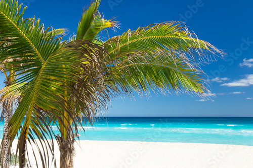 Tropical beach with coconut palm tree and white sand
