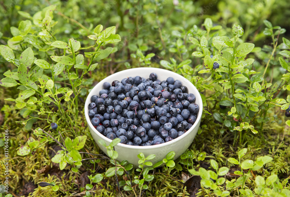Bowl of blueberries in a forest floor of Finish Lapland Bowl of blueberries in a forest floor of Finish Lapland