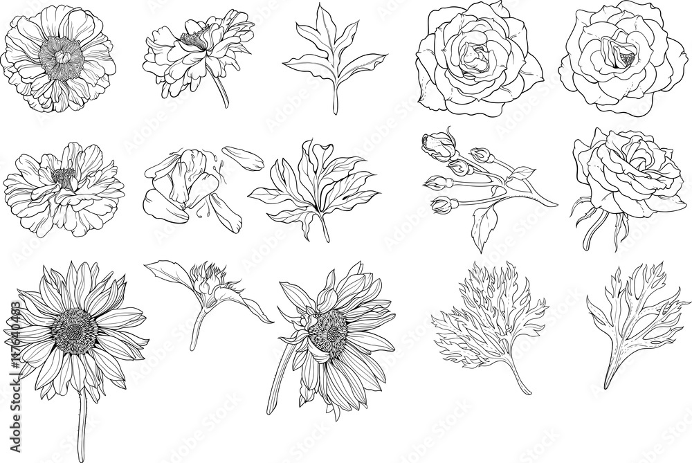 Set of various isolated flower.