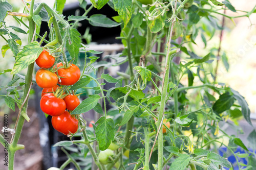 Ready red tomatoes at greenhouse