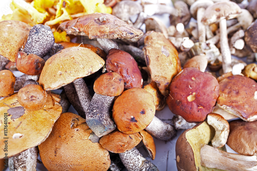 Collection of delicious edible mushrooms Collection of delicious edible mushrooms