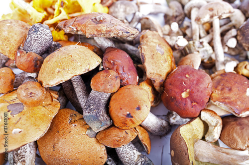 Collection of delicious edible mushrooms