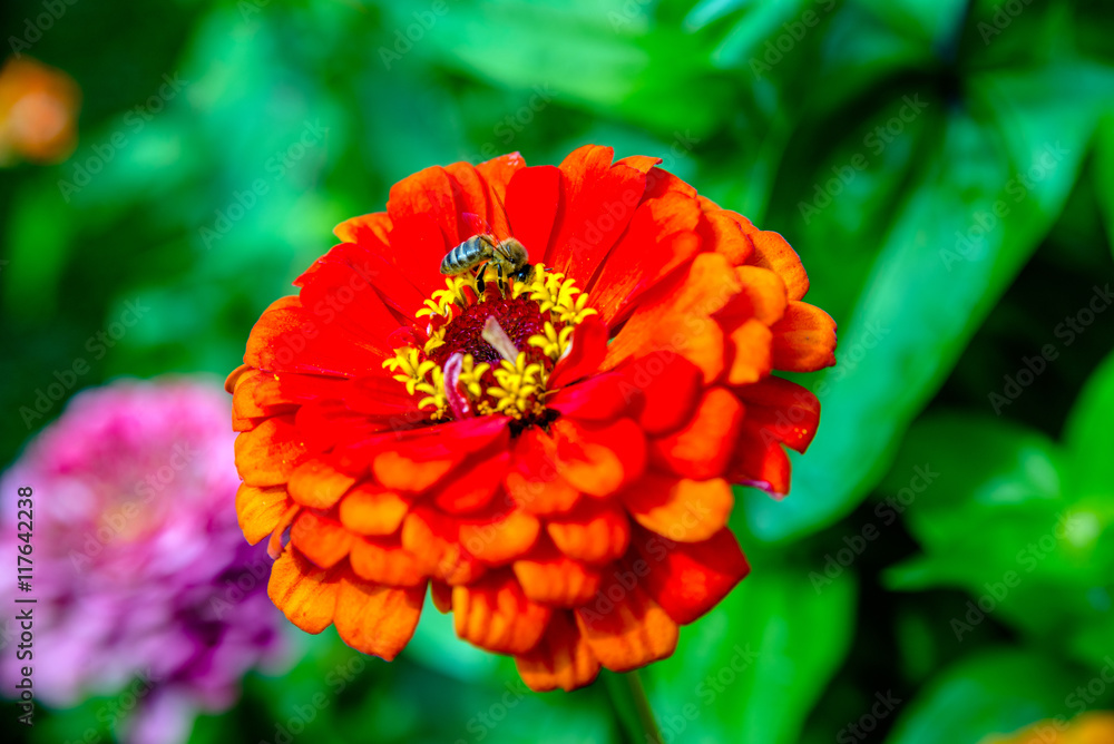 bee collects pollen from orange zinnias in the garden bee collects pollen from orange zinnias in the garden