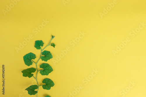 The plant hold on yellow wall background,