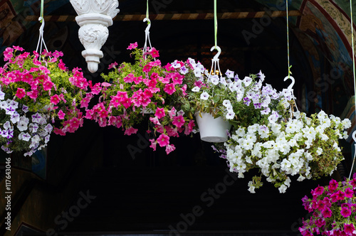 Lots of flowers in pots in the Tolga Convent of the Presentation of the Blessed Virgin, which is located near Yaroslavl, Russia. photo