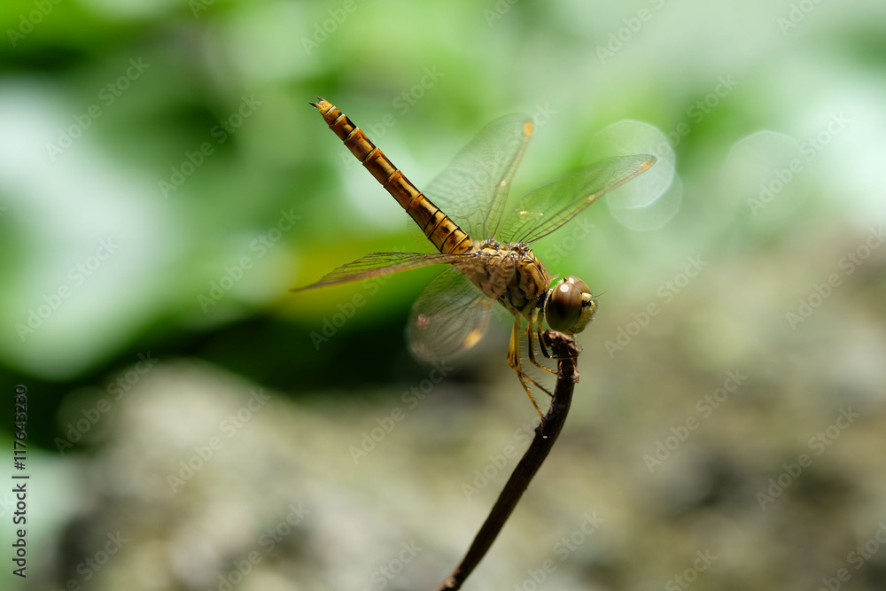 dragonfly at the pond 