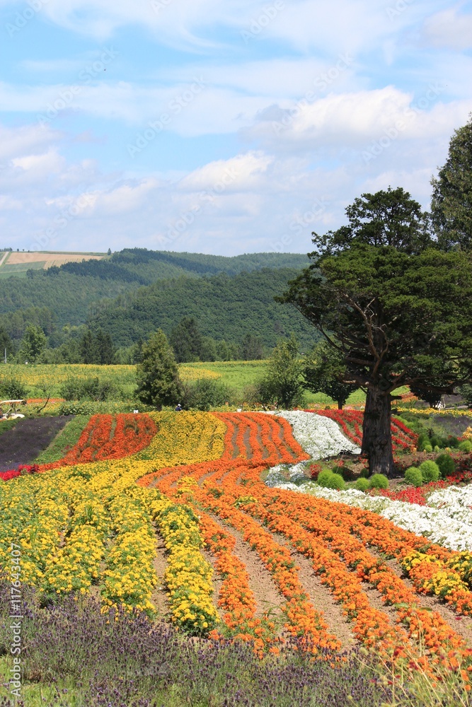 美瑛の丘の綺麗な花のグラデーション Stock Photo Adobe Stock 美瑛の丘の綺麗な花のグラデーション Stock Photo Adobe Stock