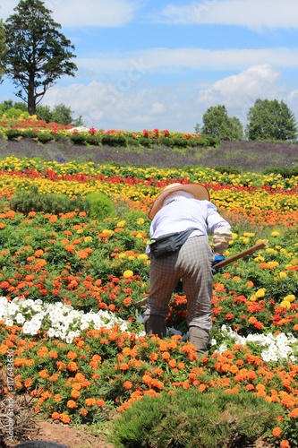 美瑛の丘の綺麗な花畑を手入れする人