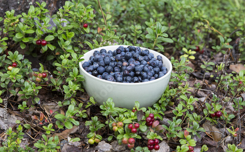Bowl of blueberries in a forest floor of Finish Lapland