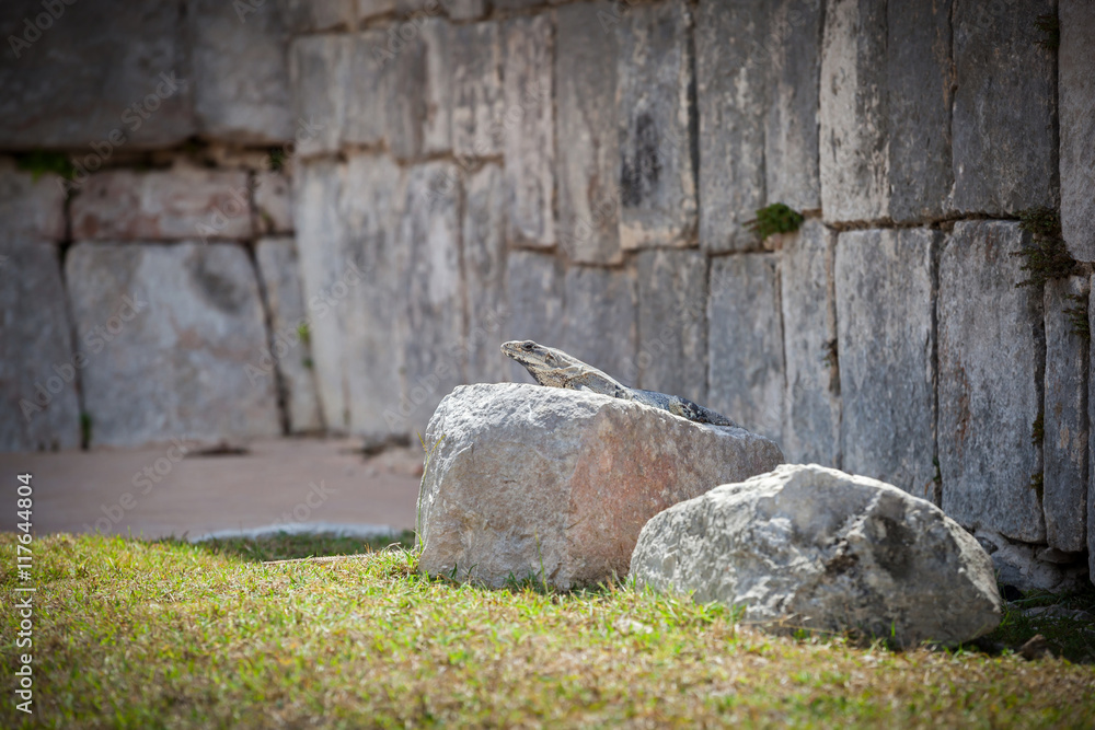 Iguana sitting on ruins of El Castillo, the Mayan Pyramid, Mexic Iguana sitting on ruins of El Castillo, the Mayan Pyramid, Mexic