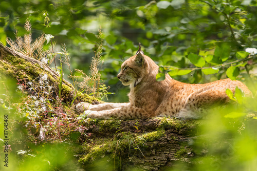 Fototapeta Naklejka Na Ścianę i Meble -  Luchs auf Baum