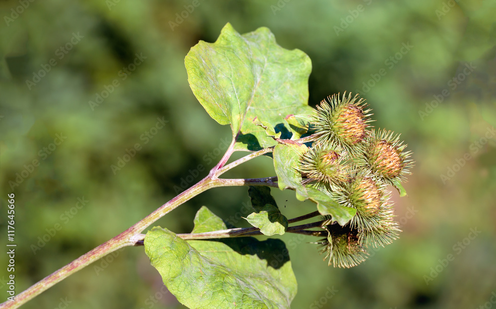 Fototapeta premium Flower heads of a Lesser Burdock plant from close
