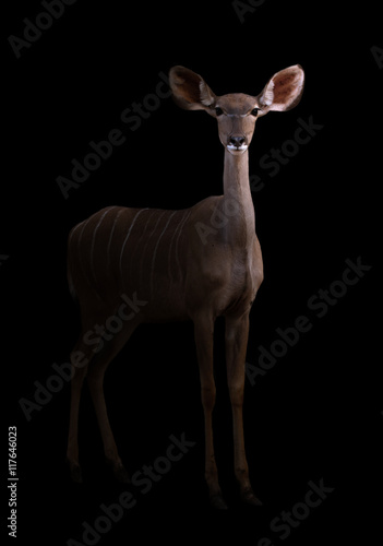 greater kudu in the dark