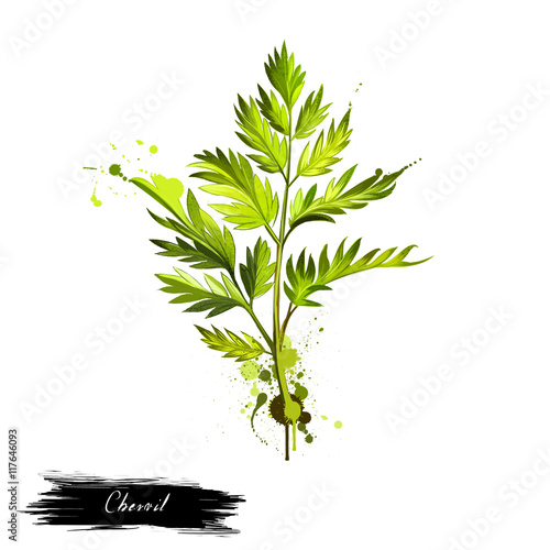 Chervil or French parsley herb graphic illustration.