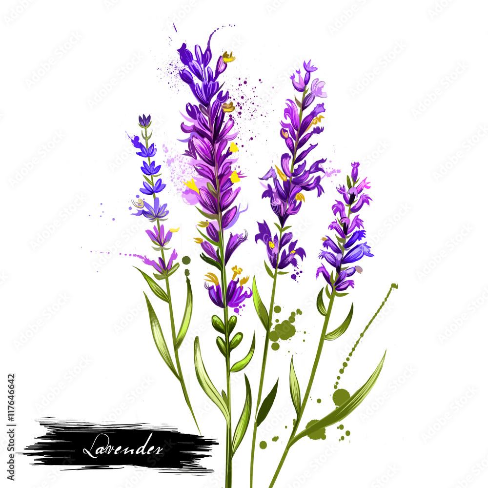 Naklejka premium Lavandula or lavender watercolor