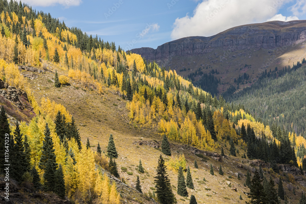 Golden aspen and pine trees forest in the San Juan Mountains in Colorado during fall
