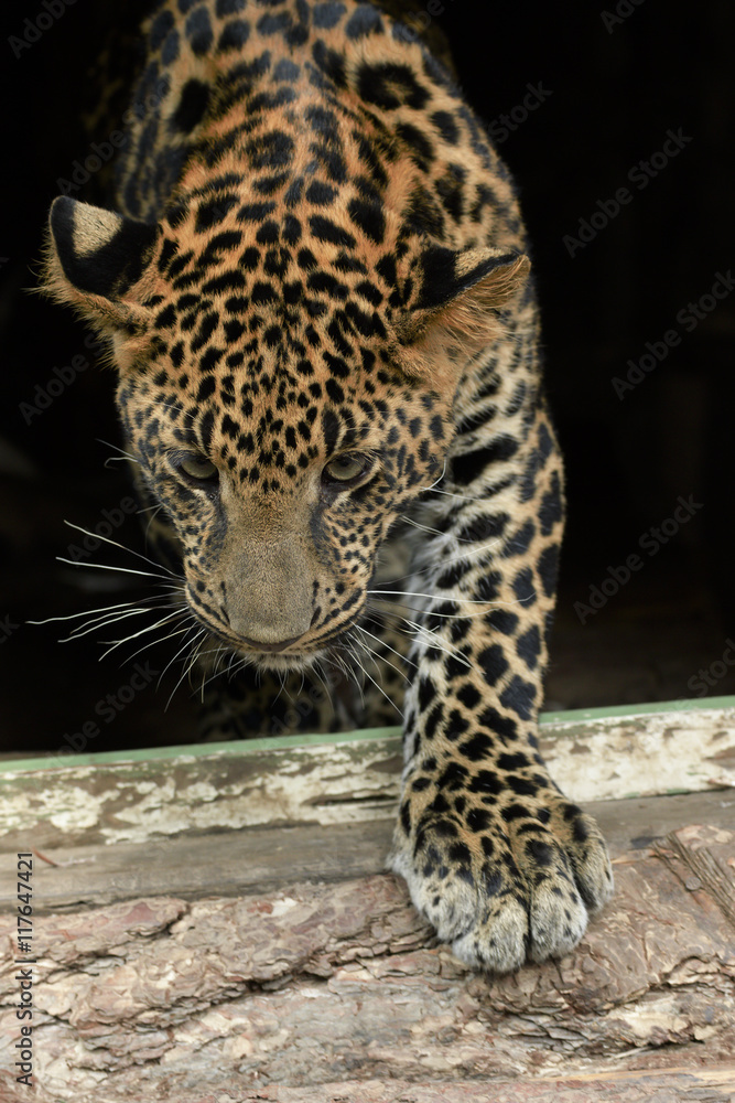 young beautiful leopard in the park young beautiful leopard in the park