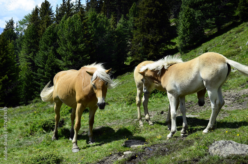 Austria, Tyrol, Horses Austria, Tyrol, Horses
