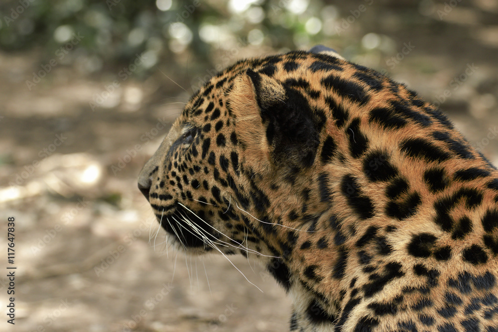 young beautiful leopard in the park young beautiful leopard in the park