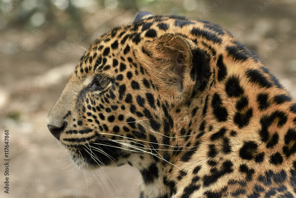young beautiful leopard in the park young beautiful leopard in the park