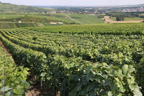 Quadro su tela Champagne vigne