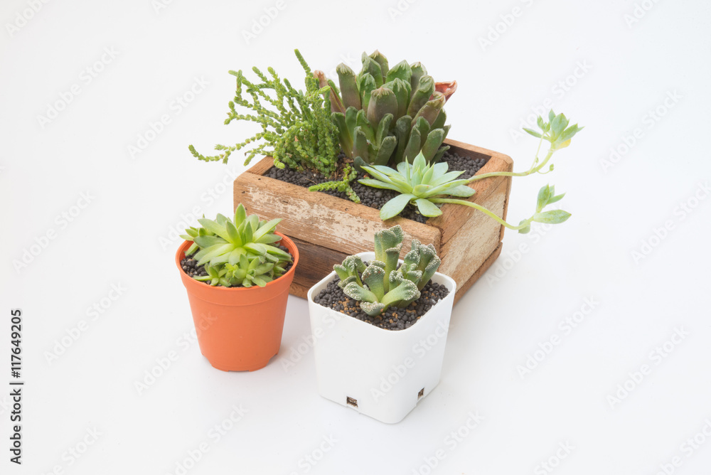 Variety of little Succulents plant in wooden pot