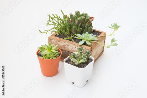 Variety of little Succulents plant in wooden pot