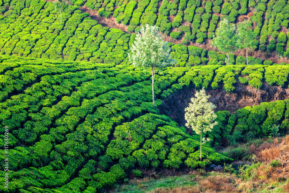 Green tea plantations