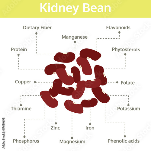kidney bean nutrient of facts and health benefits, info graphic