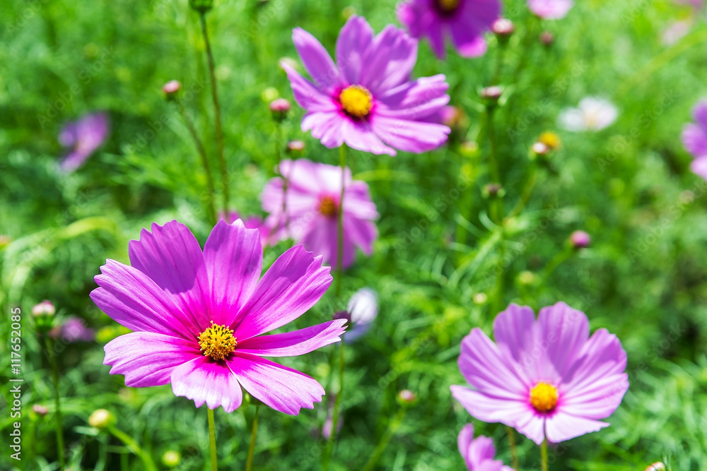 Cosmos flowers in the garden Cosmos flowers in the garden