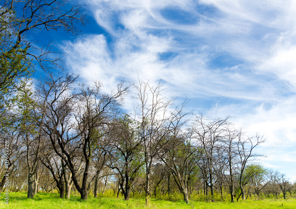 Obraz premium beautiful landscape, green grass and blue sky with white clouds