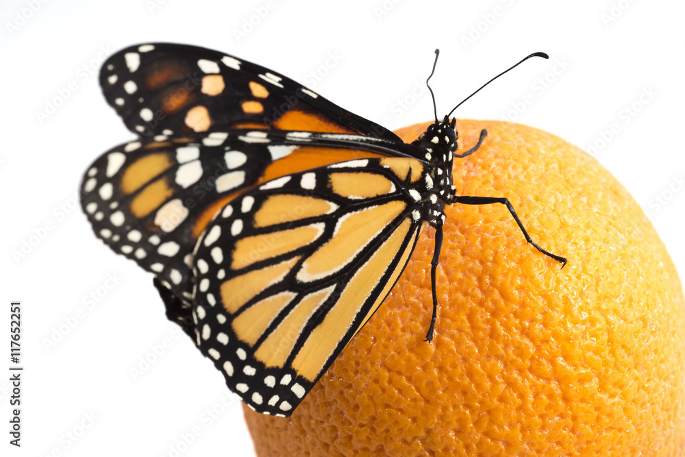 Fototapeta premium Beautiful monarch butterfly perched on an orange