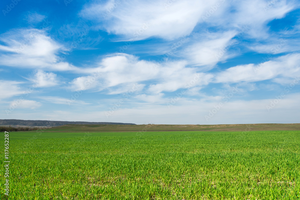 beautiful landscape, green grass and blue sky with white clouds