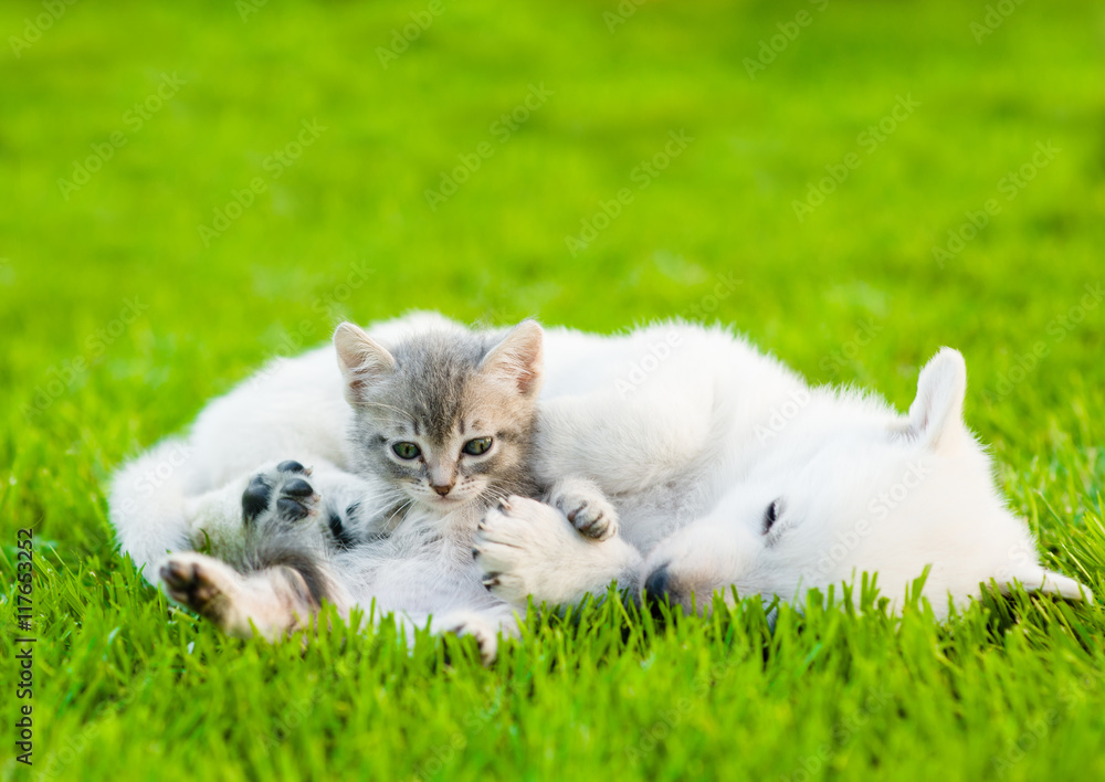tabby kitten lying with sleeping White Swiss Shepherd`s puppy on green grass tabby kitten lying with sleeping White Swiss Shepherd`s puppy on green grass