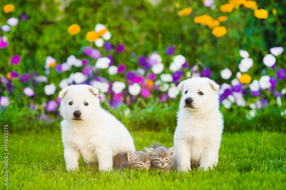 two White Swiss Shepherd`s puppies and tabby kittens on green grass