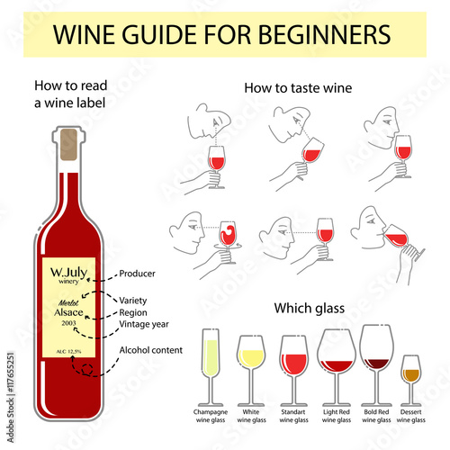 Vector infographic of wine tasting guide for beginners. Typography poster for wine shop or information poster for winery