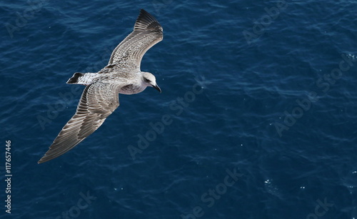 seagull flying over the sea © dule964