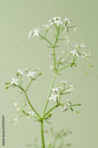 Galium album