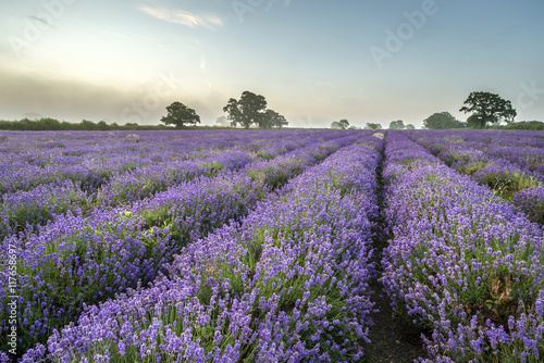 Beautiful dramatic misty sunrise landscape over lavender field i