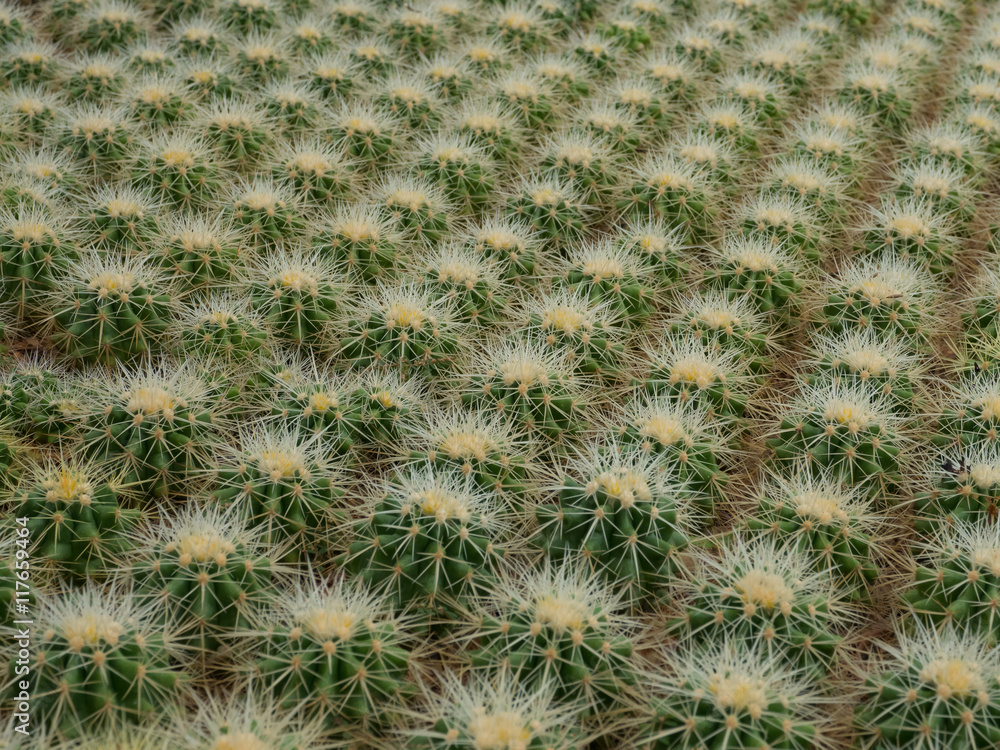 Cactus plant Cactus plant