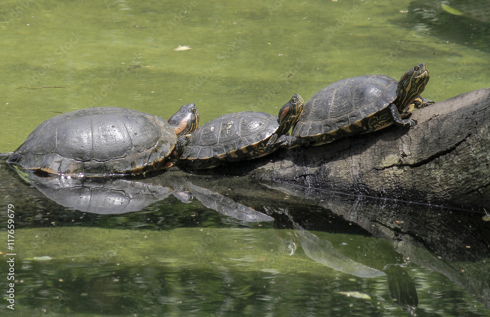 Fototapeta premium São Paulo, Brazil, three tortoises