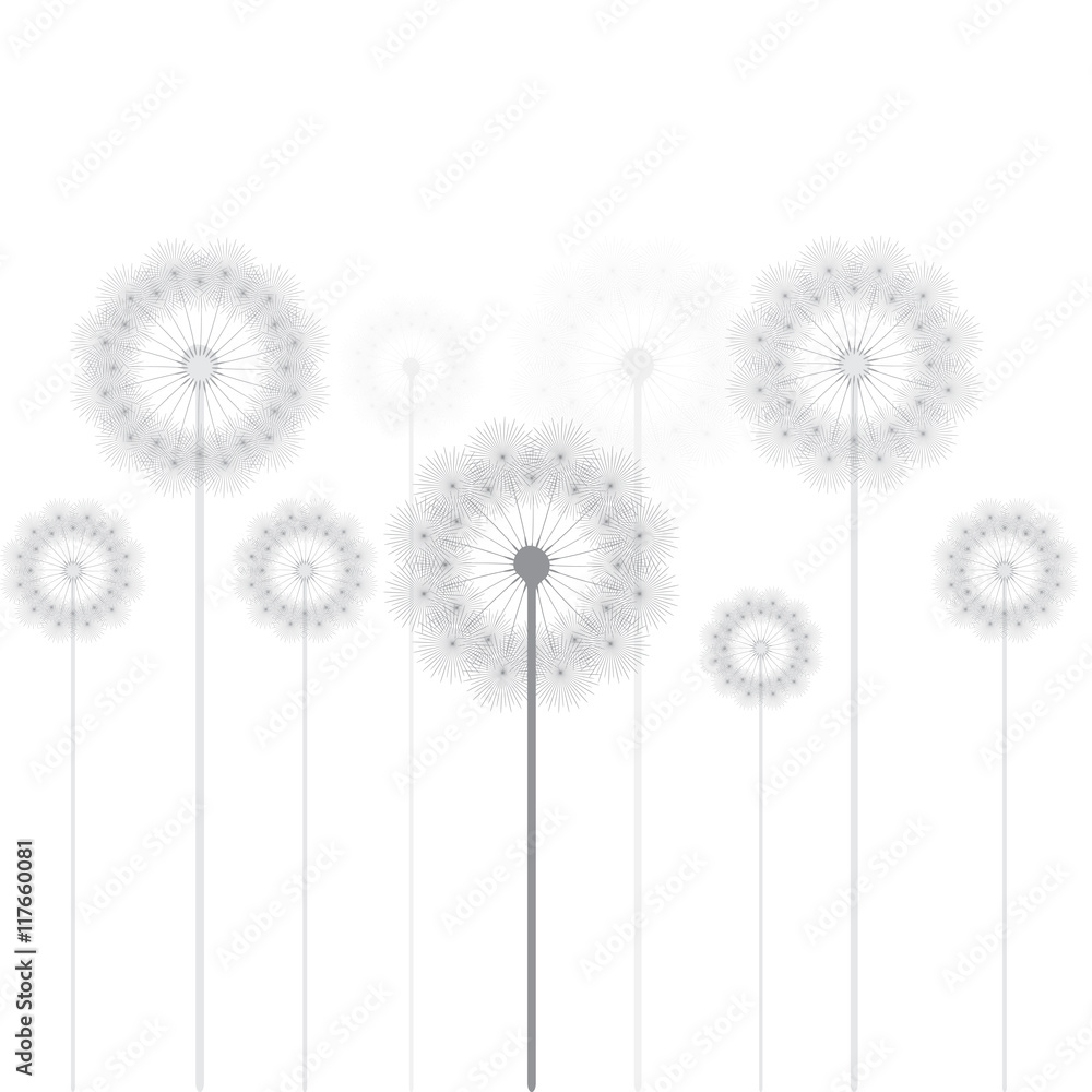 Obraz premium dandelion picture