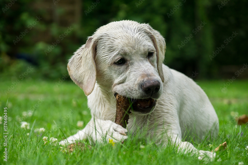 Labrador Retriever Hund Welpe kaut im Garten auf einem Stock Labrador Retriever Hund Welpe kaut im Garten auf einem Stock