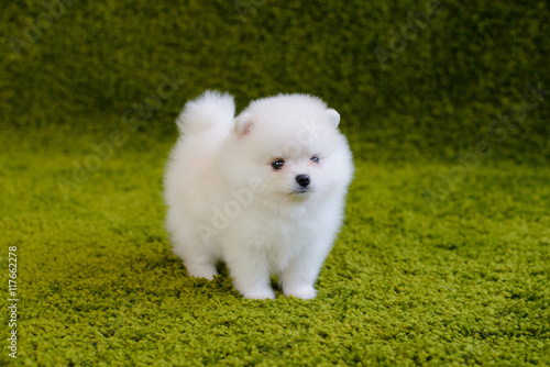 Fototapeta Naklejka Na Ścianę i Meble -  Little puppy. Pomeranian spitz-dog