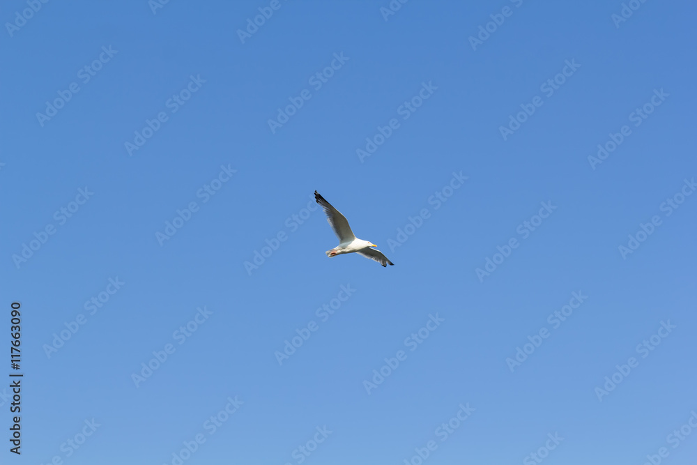 Obraz premium Life on the island