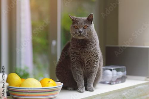 chat british shorthair bleu dans maison