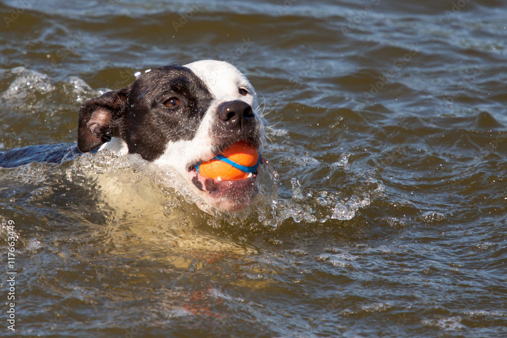 do staffordshire terriers like to swim