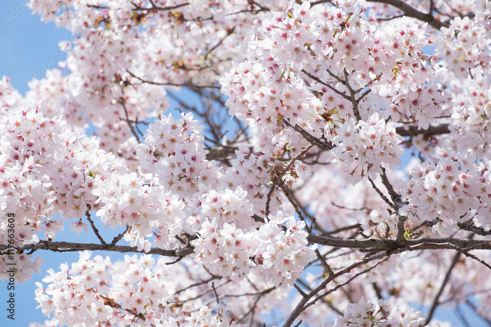 Beautiful cherry blossom sakura in Japan